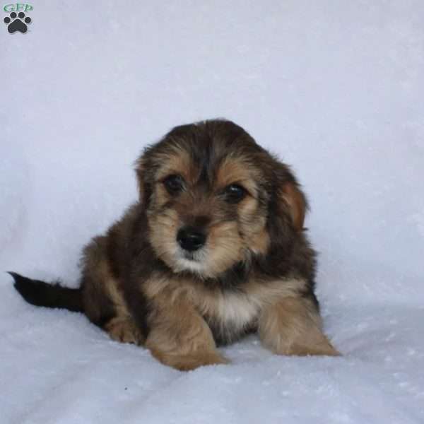 Eddie, Yorkie Poo Puppy