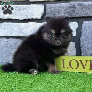 Shadow, Pomeranian Puppy
