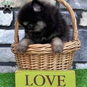 Shadow, Pomeranian Puppy