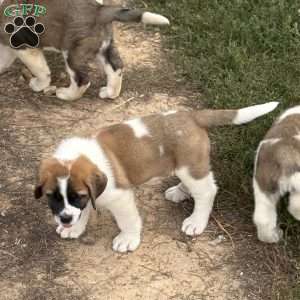 Tracker, Saint Bernard Puppy
