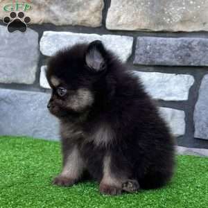 Shadow, Pomeranian Puppy