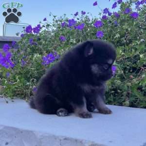 Shadow, Pomeranian Puppy