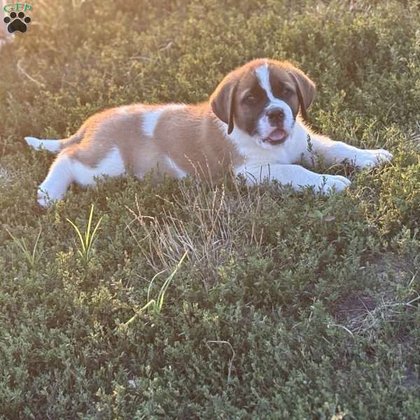 Tracker, Saint Bernard Puppy