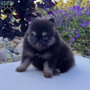 Shadow, Pomeranian Puppy