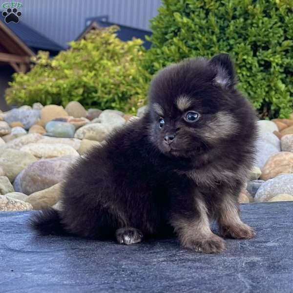 Shadow, Pomeranian Puppy