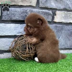 Smurf, Pomeranian Puppy