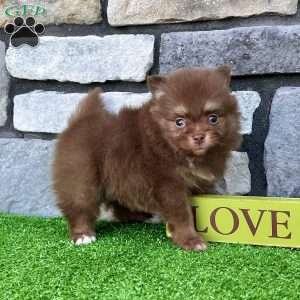 Smurf, Pomeranian Puppy