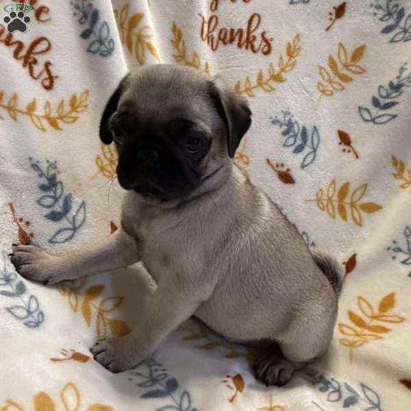 Baxter, Pug Puppy