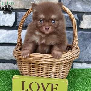 Smurf, Pomeranian Puppy
