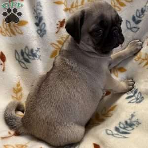 Baxter, Pug Puppy