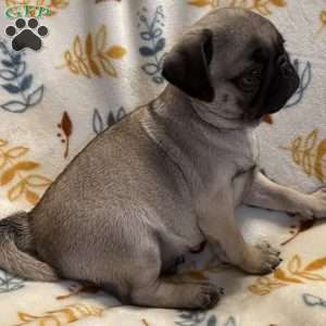 Baxter, Pug Puppy