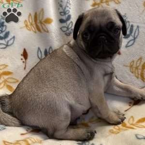 Baxter, Pug Puppy