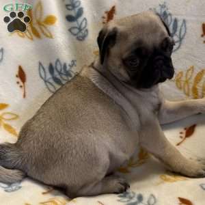 Baxter, Pug Puppy