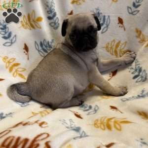 Baxter, Pug Puppy