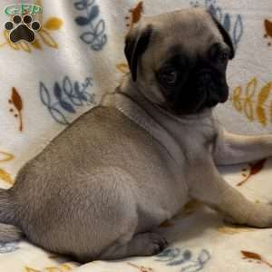 Baxter, Pug Puppy