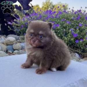 Smurf, Pomeranian Puppy