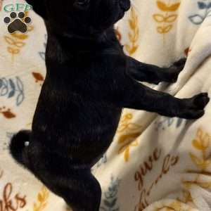 Brindelee, Pug Puppy