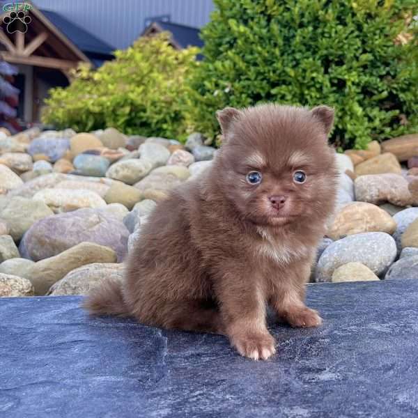 Smurf, Pomeranian Puppy