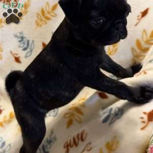 Brindelee, Pug Puppy