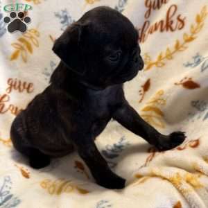 Brindelee, Pug Puppy