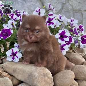 Smurf, Pomeranian Puppy