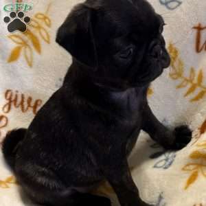 Brindelee, Pug Puppy