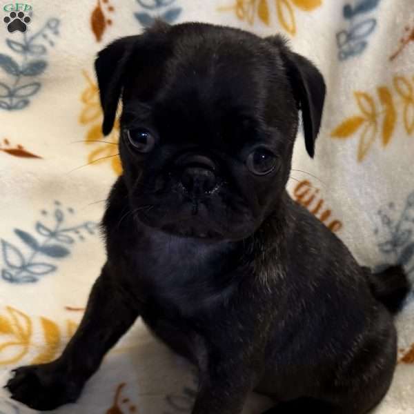 Brindelee, Pug Puppy