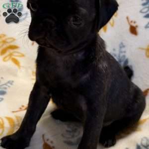 Brindelee, Pug Puppy