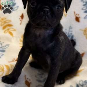 Brindelee, Pug Puppy