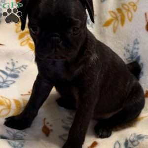 Brindelee, Pug Puppy