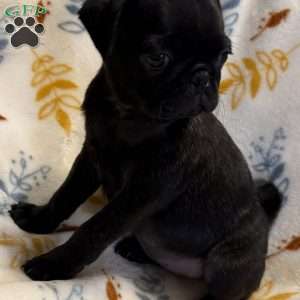 Brindelee, Pug Puppy