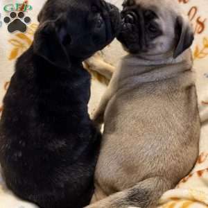 Brindelee, Pug Puppy