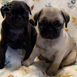 Brindelee, Pug Puppy