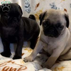 Baxter, Pug Puppy