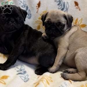 Baxter, Pug Puppy
