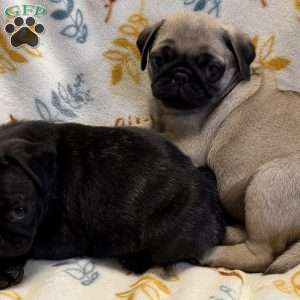 Brindelee, Pug Puppy