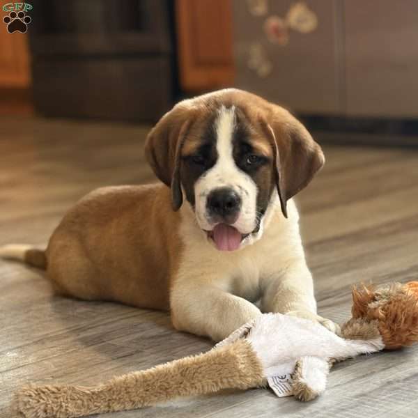 Rex, Saint Bernard Puppy