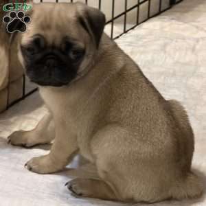 Britt, Pug Puppy