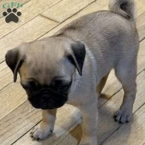 Britt, Pug Puppy