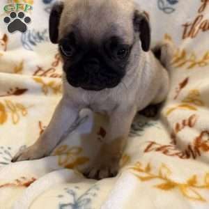 Britt, Pug Puppy