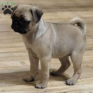 Britt, Pug Puppy