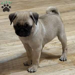 Britt, Pug Puppy