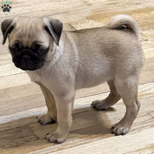 Britt, Pug Puppy