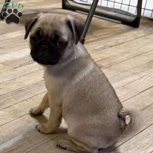 Britt, Pug Puppy