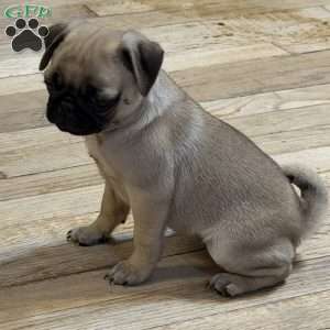 Britt, Pug Puppy
