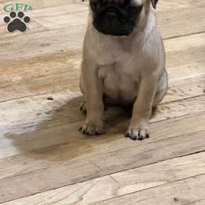 Britt, Pug Puppy