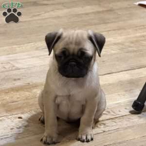 Britt, Pug Puppy