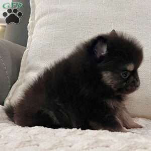 Shadow, Pomeranian Puppy