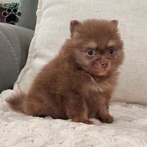 Smurf, Pomeranian Puppy