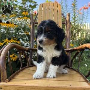 Peace, Mini Aussiedoodle Puppy
